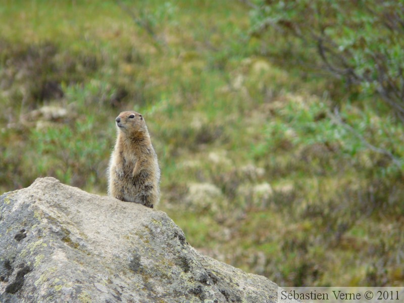Spermophilus parryii, Arctic ground squirrel, Ecureuil terrestre arctique, Grizzly Lake campsite, Tombstone Park, Yukon