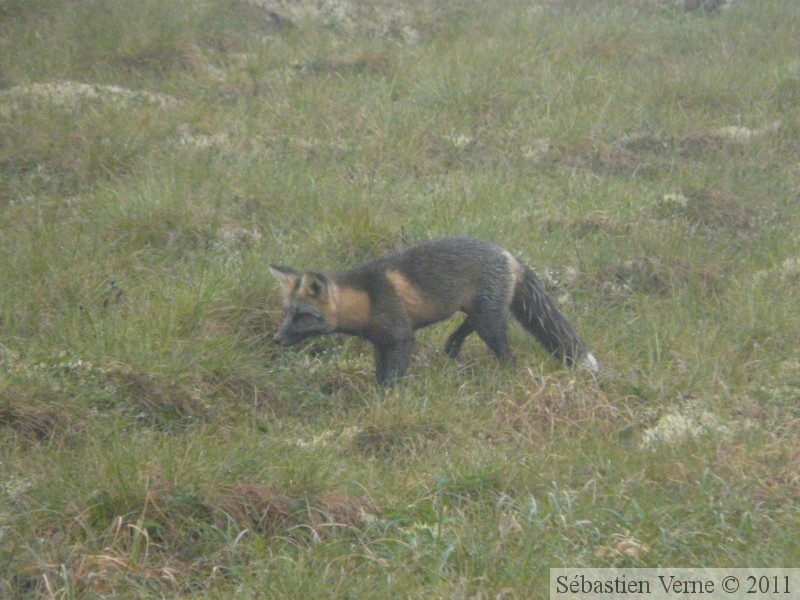 Vulpes vulpes (cross phase), Red fox, Renard roux, Dempster Highway, Yukon/NWT