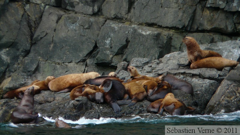 Eumetopias jubatus, Steller's Sea lions, Lions de mer de Steller, Prince William sound cruise, Alaska
