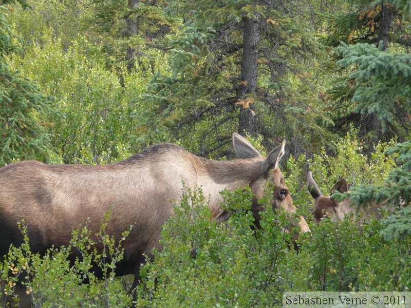 Alces alces, moose, élan, Denali Park, Alaska