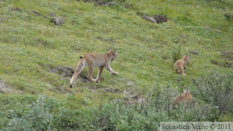 Lynx canadensis, Lynx du Canada, Denali Park, Alaska