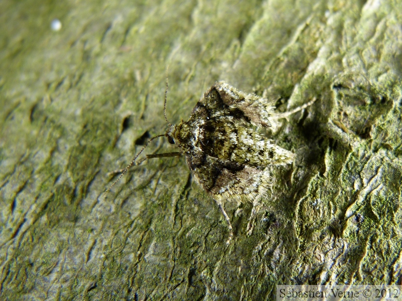 Phigaliohybernia marginaria, femelle