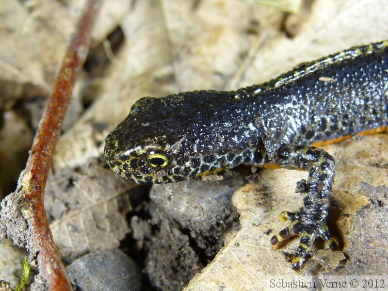 Ichthyosaura alpestris, Triton alpestre, mâle