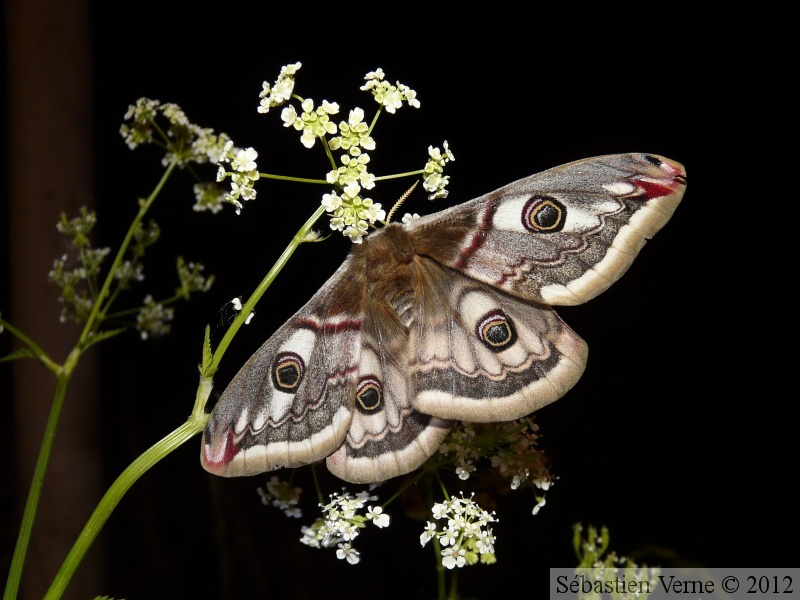 Saturnia pavonia, le Petit Paon de Nuit