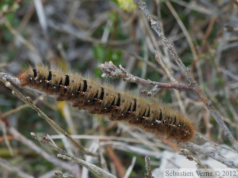 Lasiocampa quercus, le Bombyx du Chêne, chenille