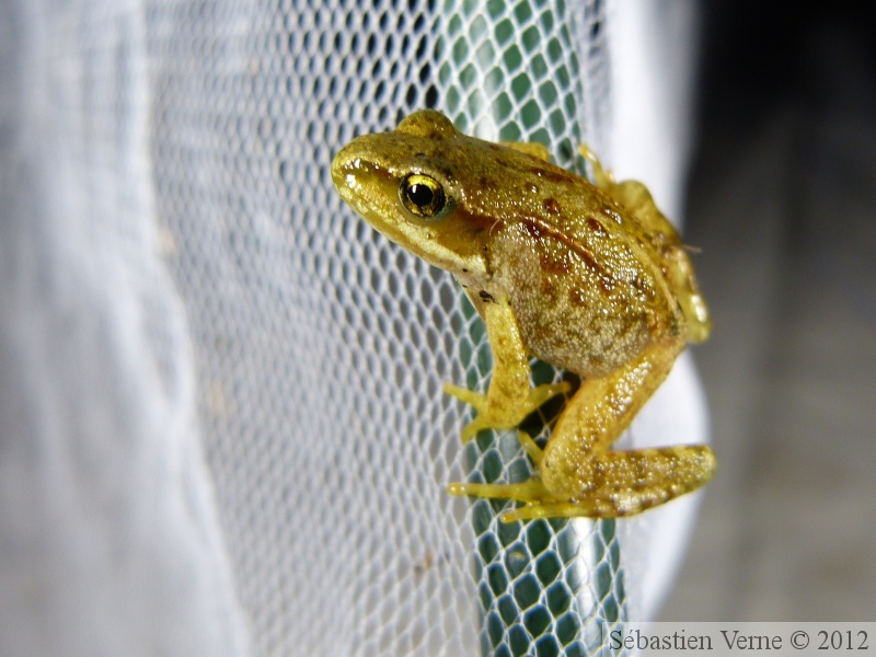 Rana temporaria, grenouille rousse, jeune