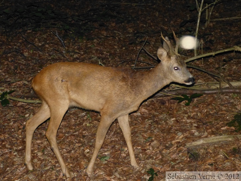 chevreuil 3.JPG