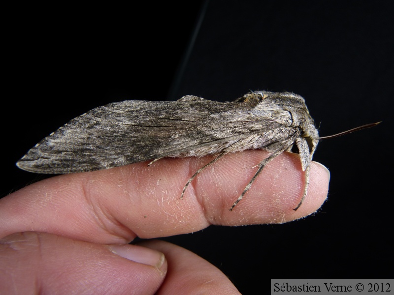 Agrius convolvuli, le sphinx du liseron