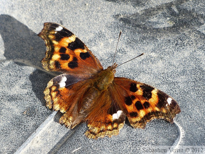 Nymphalis vau album, Vanesse du peuplier, Compton tortoiseshell butterfly, Klondike highway, Yukon, Canada