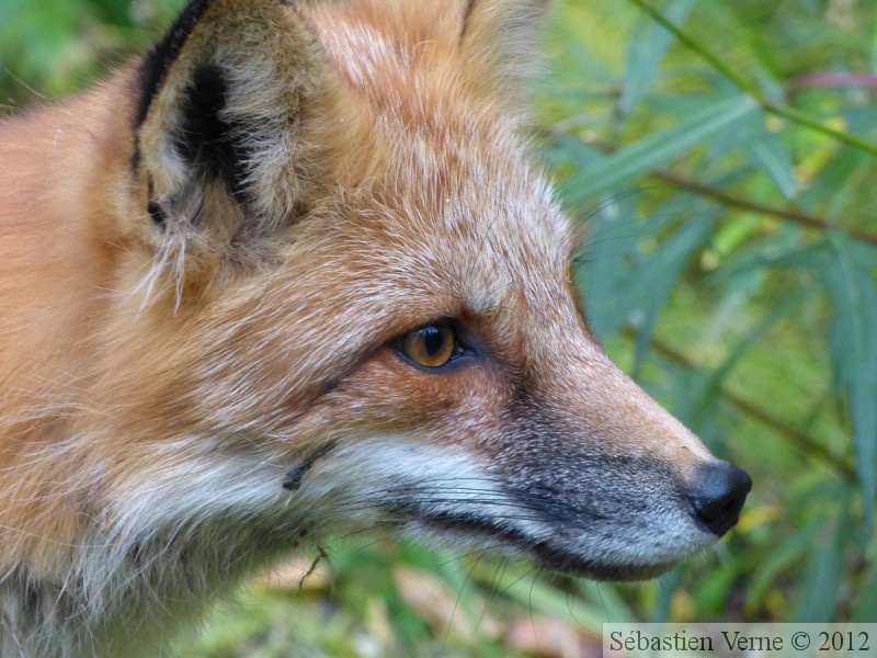 Vulpes vulpes, Red fox, Renard roux, Yukon River Campground, Dawson City, Yukon, Canada