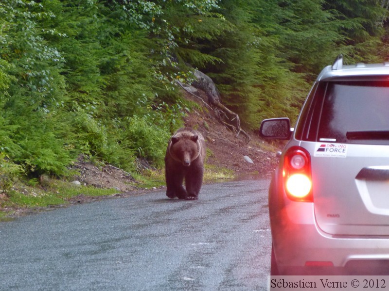 Ursus arctos horribilis, grizzli, Chilkoot River, Haines, Alaska