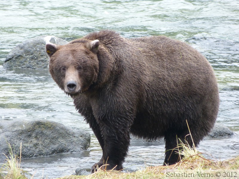 Ursus arctos horribilis, grizzli, Chilkoot River, Alaska