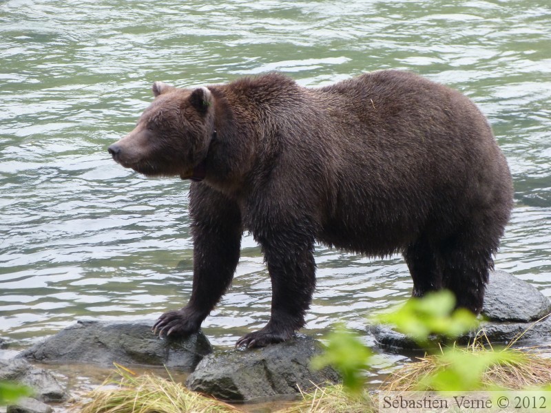 Ursus arctos horribilis, grizzli, Chilkoot River, Alaska