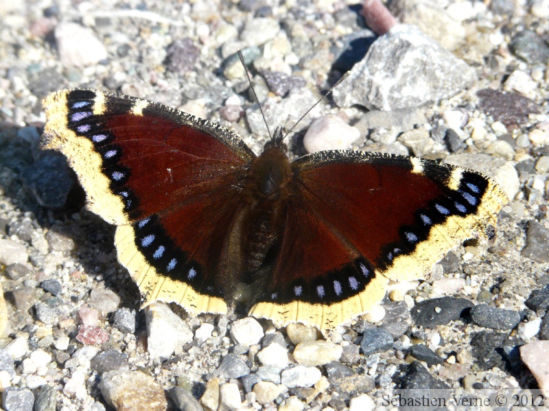 Nymphalis antiopa, Morio, environs de Jasper, Canada