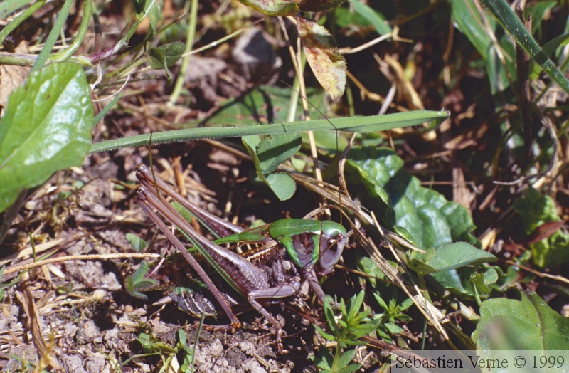 Decticus verrucivorus mâle, Anthy sur Léman (74) 20-07-1999-108.jpg