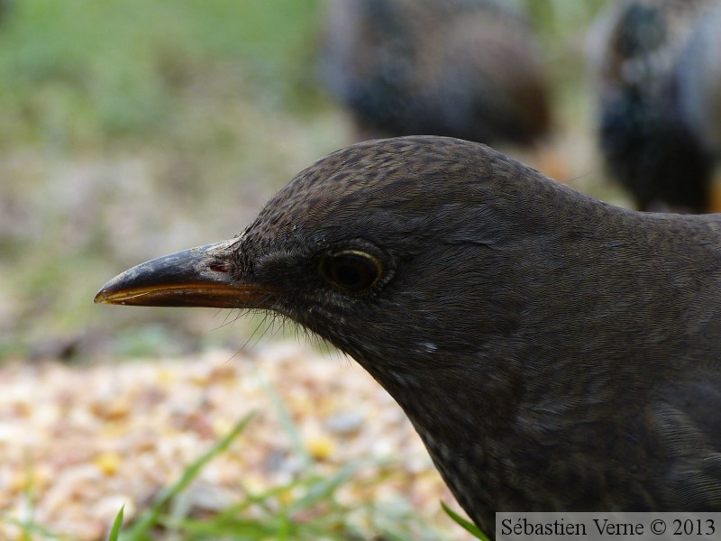 Turdus merula, Merle noir, Common Blackbird