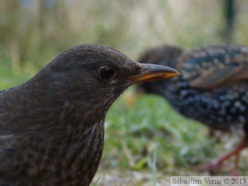 Turdus merula, Merle noir, Common Blackbird