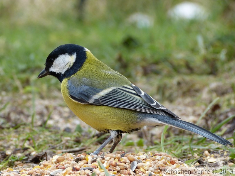 Parus major, Mésange charbonnière, Great Tit