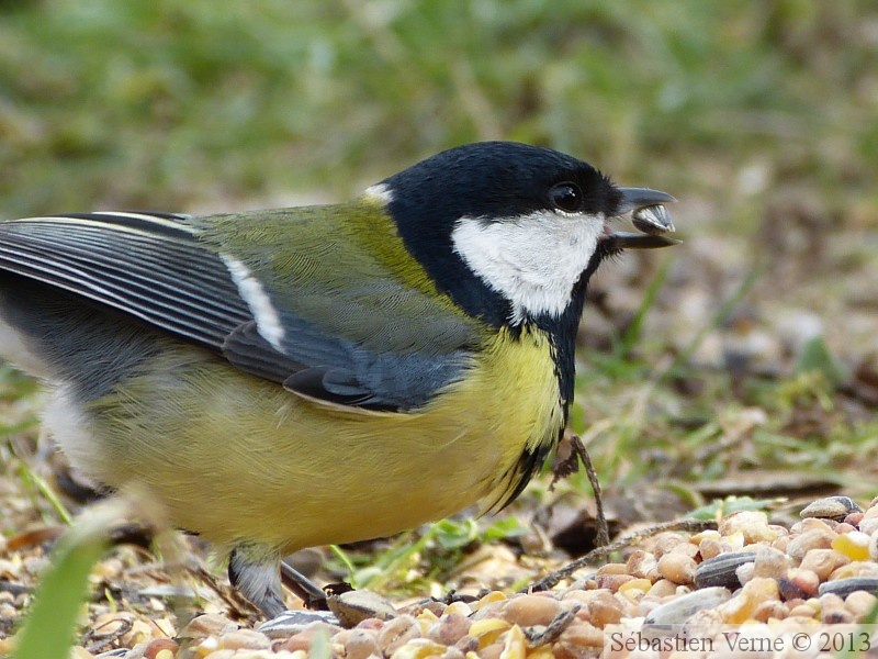 Parus major, Mésange charbonnière, Great Tit