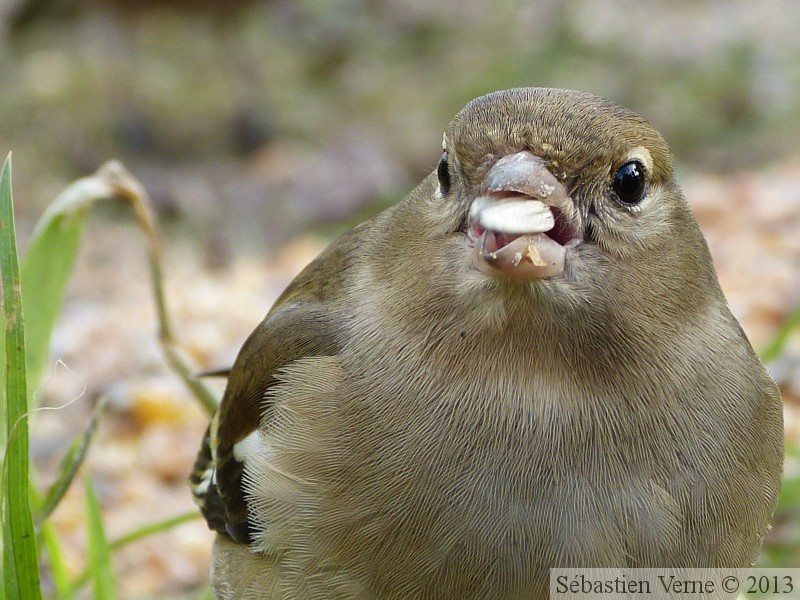 Fringilla coelebs, Pinson des arbres, Common Chaffinch