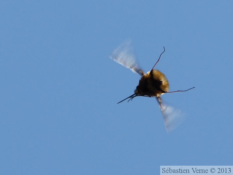 Bombyle - Bombylius major