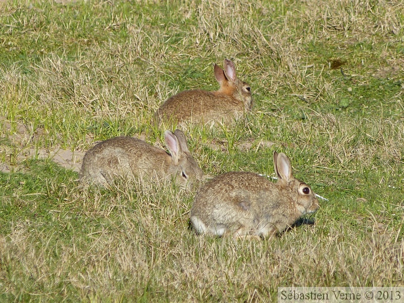 Oryctolagus cuniculus, lapin de garenne