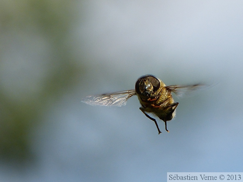 Eristale, Eristalis sp.