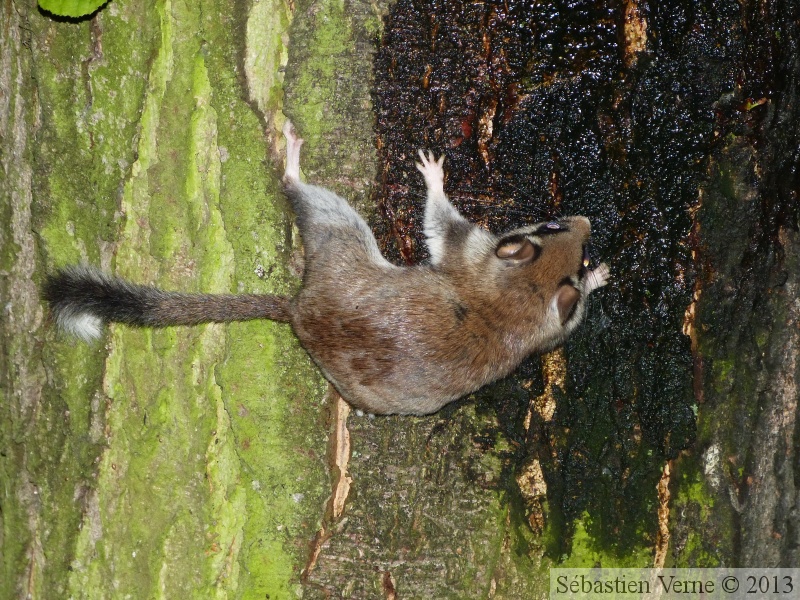 Eliomys quercinus, Lérot, venu à la miellée