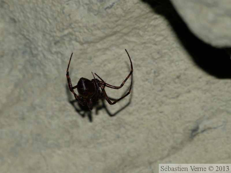 Meta menardi, La grande araignée des grottes