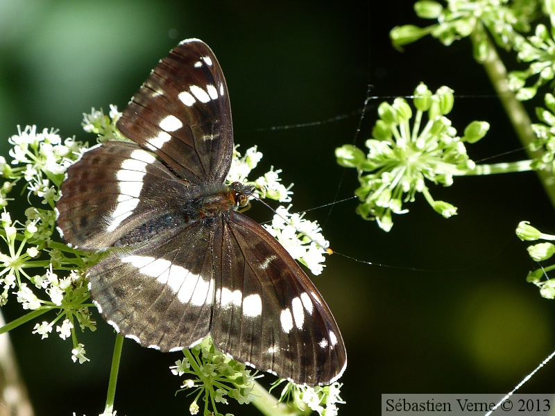 Limenitis camilla, Petit Sylvain