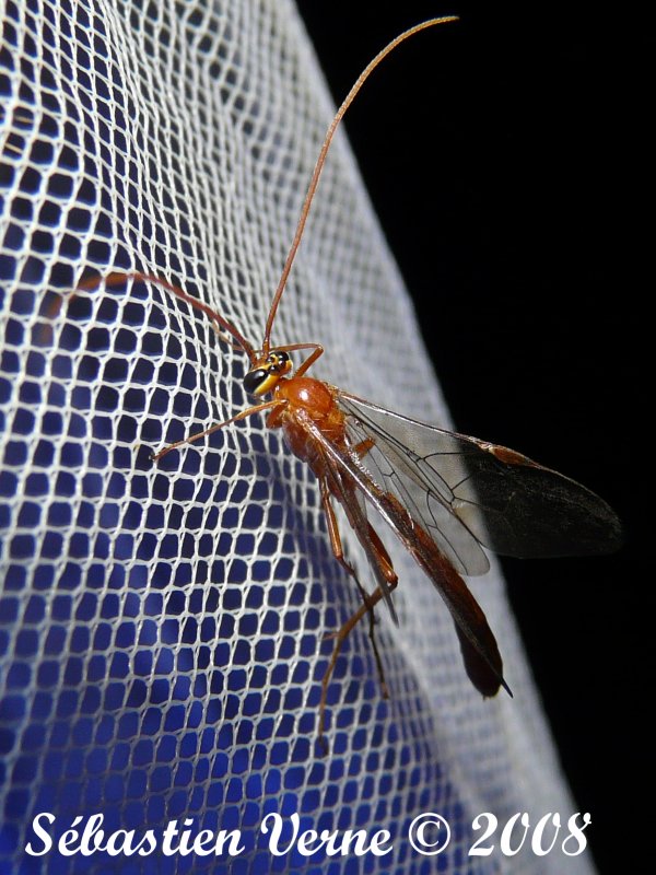 Ichneumon petit.JPG