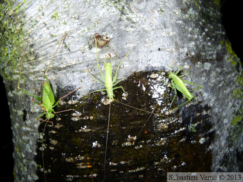 Leptophyes punctatissima et Meconema meridionale à la miellée