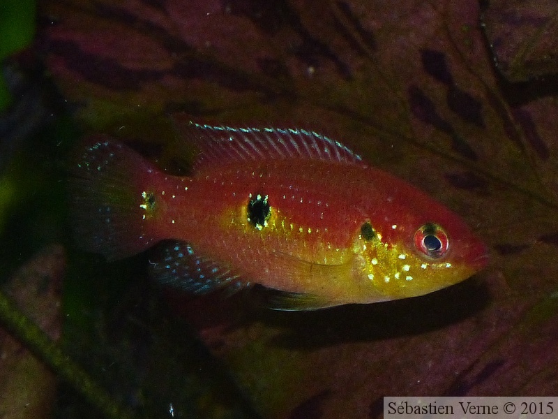 Hemichromis cristatus "Nigeria", femelle