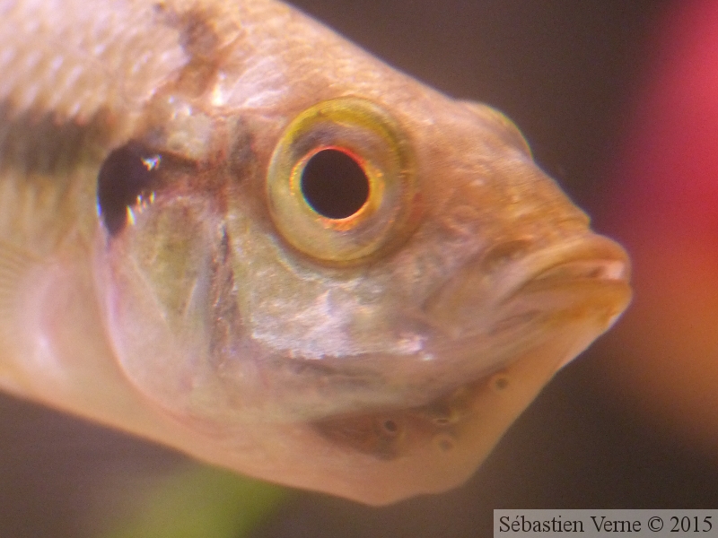 Haplochromis paropius, femelle en incubation