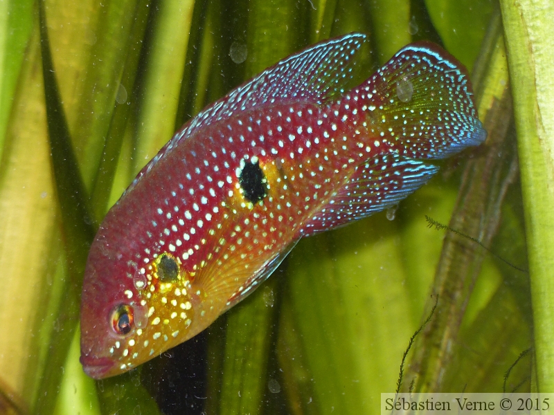 Hemichromis cristatus "Nigeria", mâle