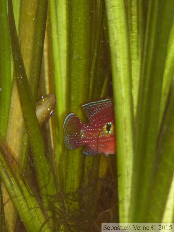 Hemichromis cristatus "Nigeria", ponte