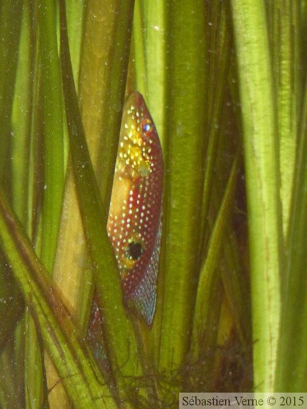 Hemichromis cristatus "Nigeria", ponte