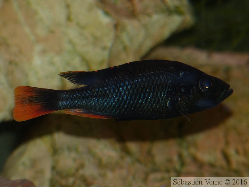 Haplochromis piceatus, mâle