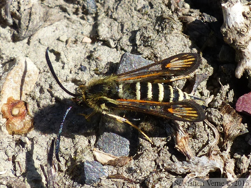 Bembecia ichneumoniformis