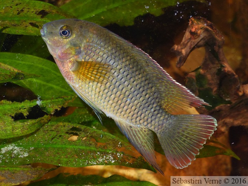 Coelotilapia joka, femelle