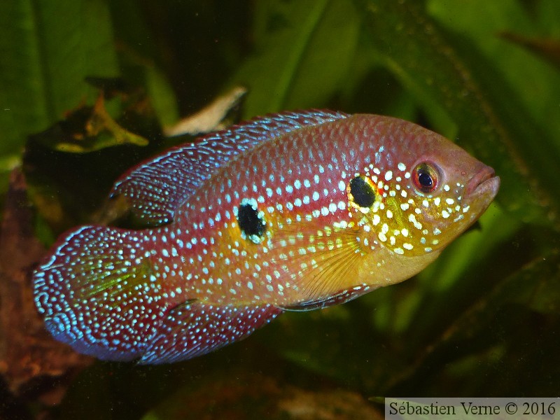 Hemichromis cristatus "Nigeria", mâle