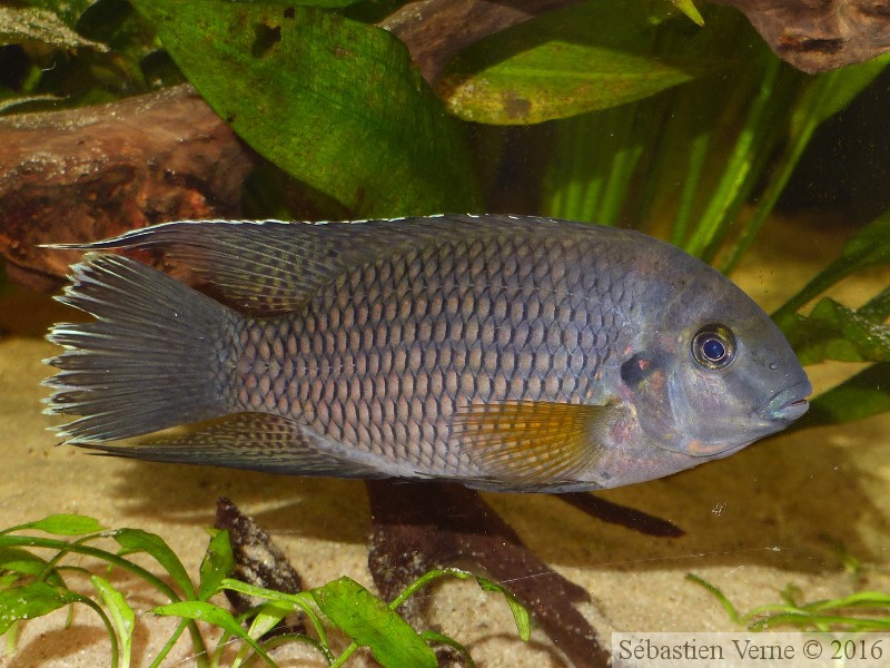 Coelotilapia joka, mâle