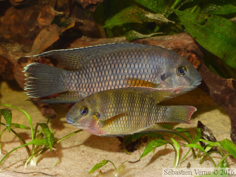 Coelotilapia joka, couple