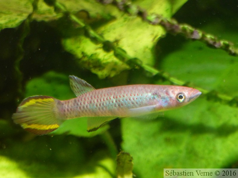 Epiplatys infrafasciatus aff. zenkeri "Route Déhané ADK 10-297"