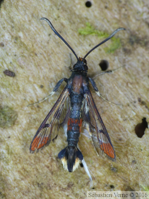 Synanthedon formicaeformis 1.JPG