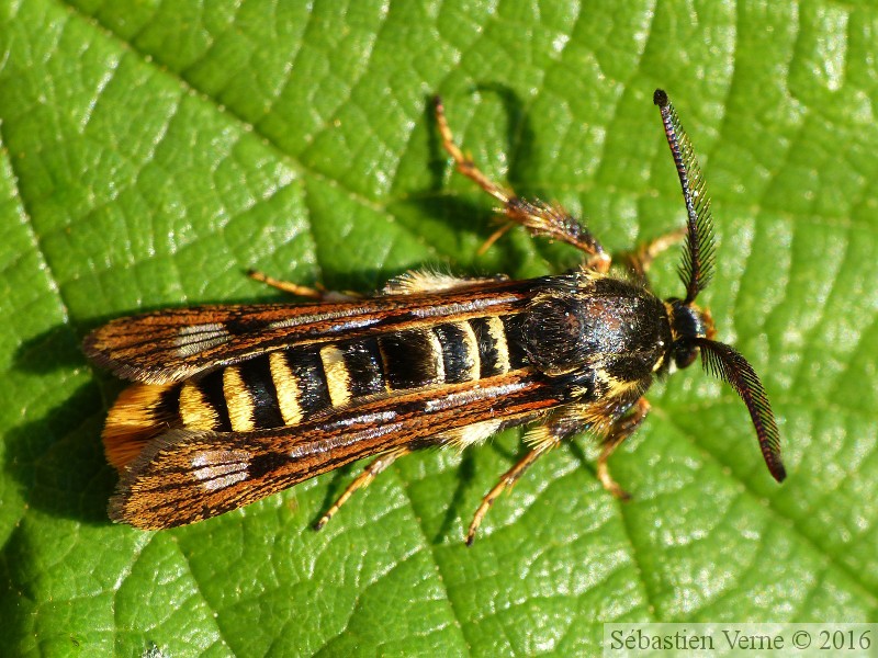 Pennisetia hylaeiformis - la sésie du framboisier