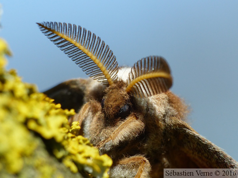 Saturnia pavonia, Petit Paon de Nuit, mâle