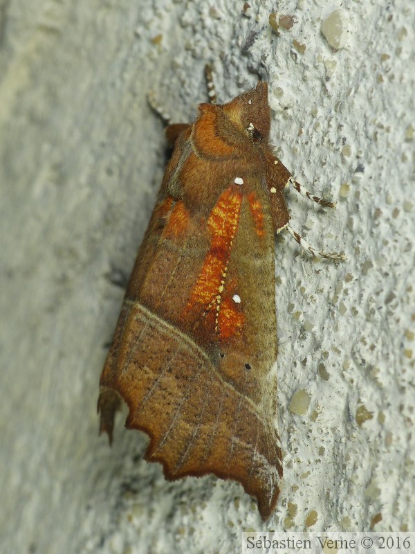 Scoliopteryx libatrix