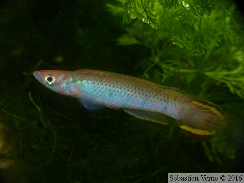 Epiplatys infrafasciatus aff. zenkeri "Route Déhané ADK 10-297"