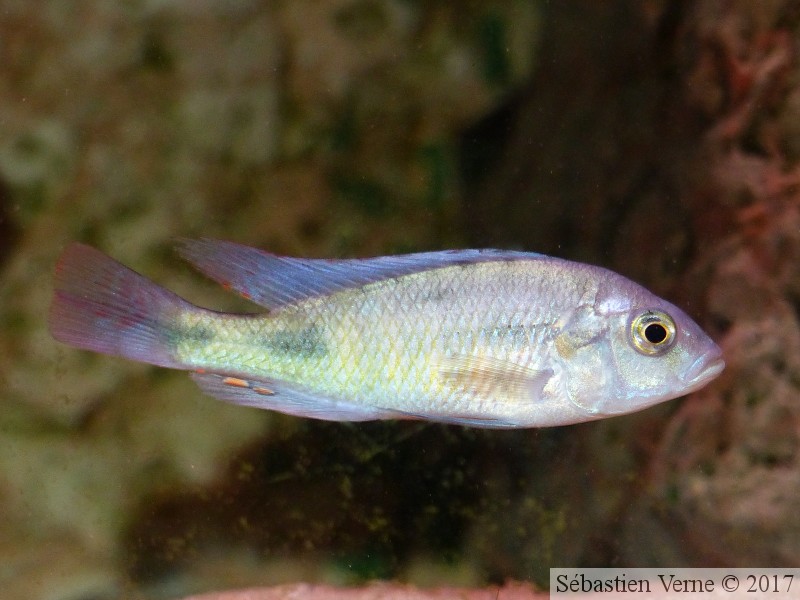 Haplochromis fischeri